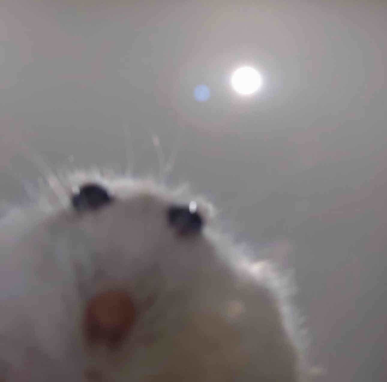 G๐ชผ