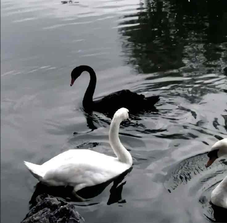 A 🦢